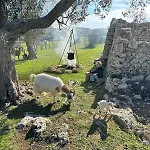 Ξενοδοχείο Tenuta Cursano Santa Cesarea Terme