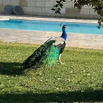 Tenuta Cursano * Santa Cesarea Terme